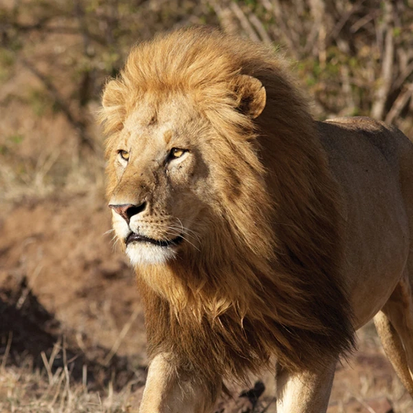 Download African Big Cats Disney Stock