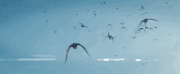 Birds