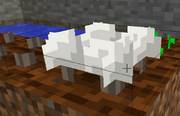 White mushrooms fully grown