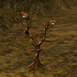 Divinity 2 Drudanae herb