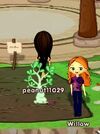 Dizzywood willow growing plant