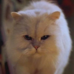 Imagen Pelusa 1.png Doblaje Wiki FANDOM powered by Wikia