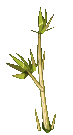 Bamboo