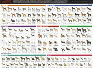 Dog Breeds Wiki | FANDOM Powered By Wikia