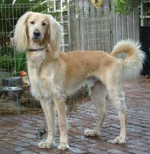 saluki lab mix