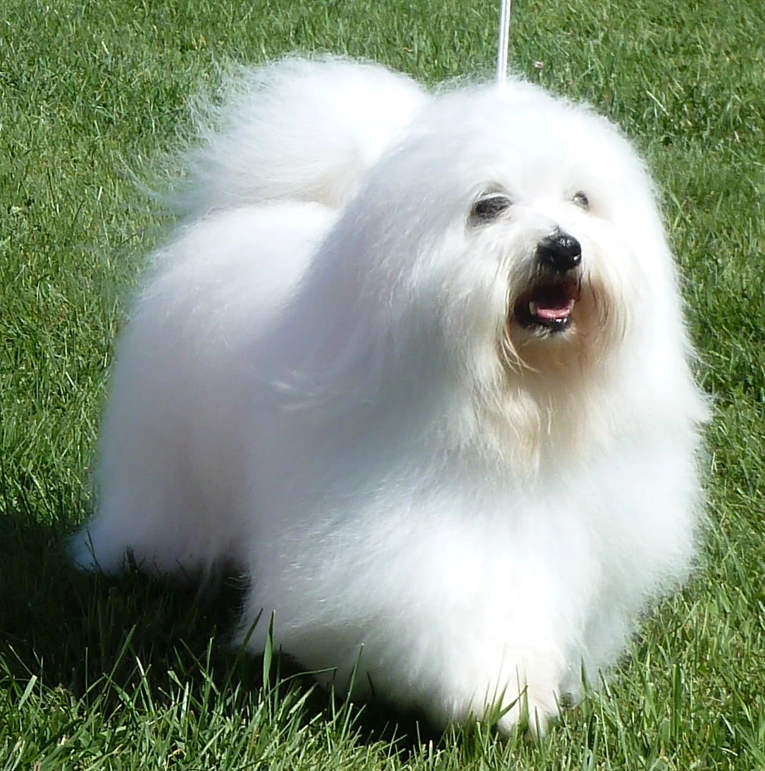 Котон де Тулеар Собакопедия вики FANDOM powered by Wikia