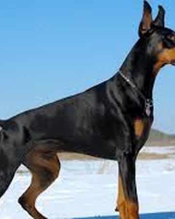 manchester terrier doberman pinscher