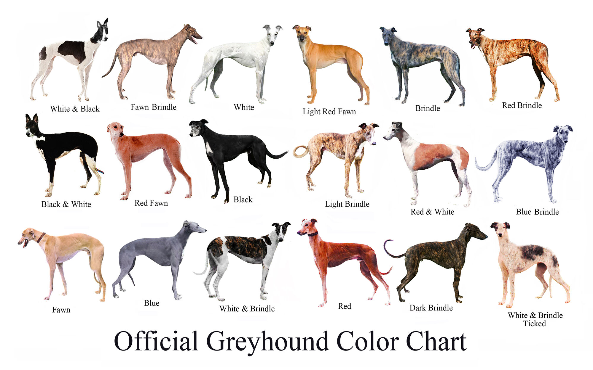 Greyhound | Dog Breed Wiki | FANDOM powered by Wikia