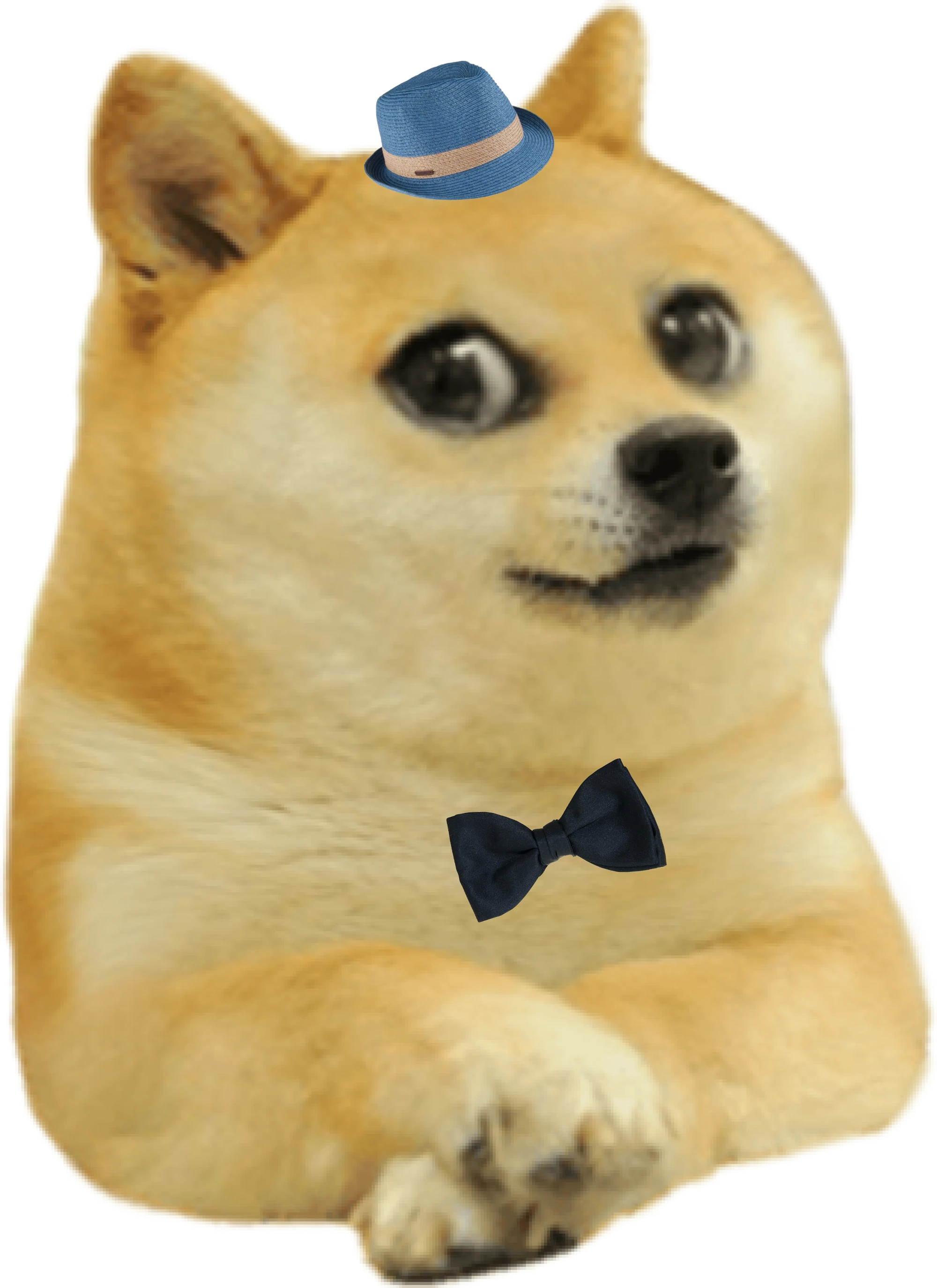 Tommy | Dogelore Wiki | Fandom