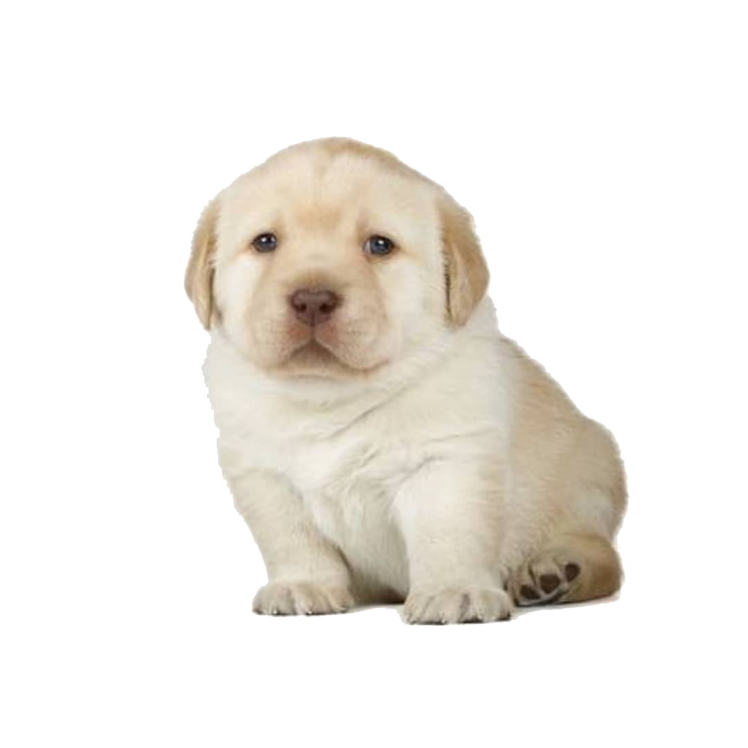 Doge With Gun Png