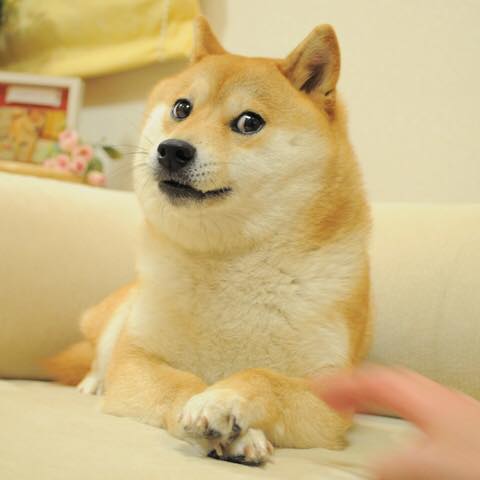Doge: the pup behind the meme