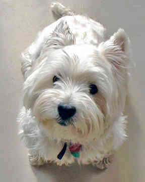 Westie