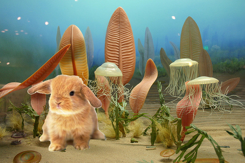 Image result for precambrian rabbit