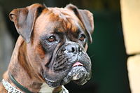 200px-Boxer bringe