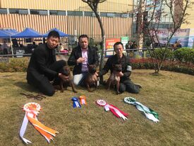 Chongqing dog Bamboo