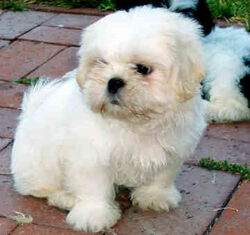 runt shih tzu shih tzu dogs and cats wiki fandom powered by wikia runt shih tzu shih tzu dogs and cats wiki fandom powered by wikia