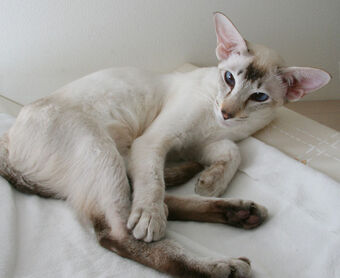 lynx point oriental shorthair