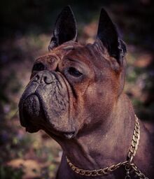 MangZi Chongqing dog