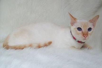red point siamese for sale