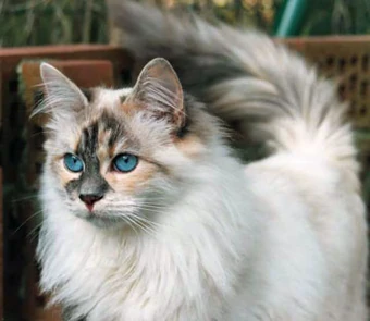 siberian cat large