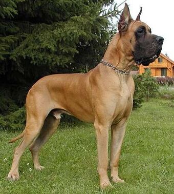 fawn mantle great dane
