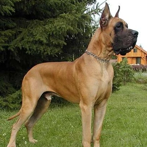 pure black great dane