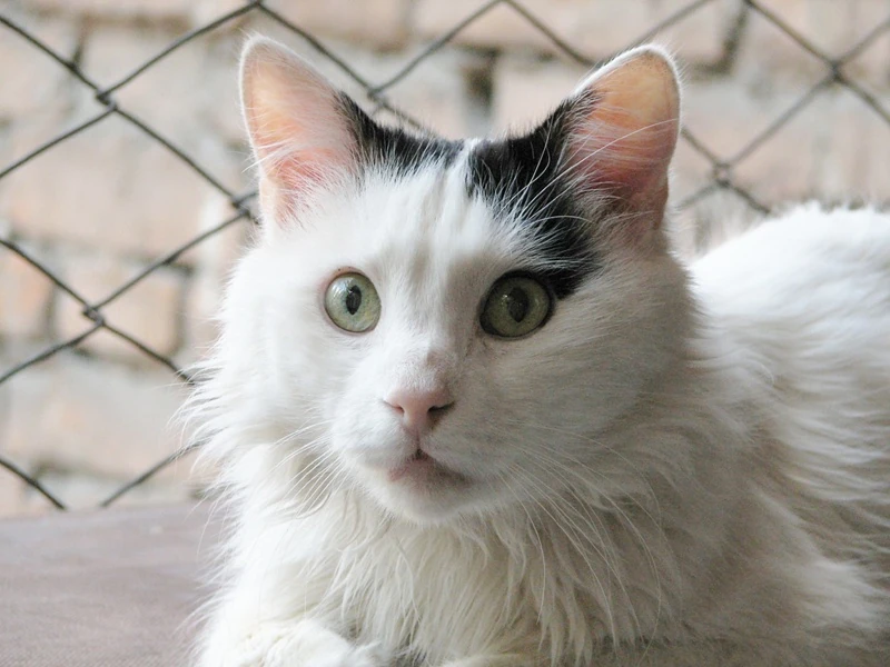 turkish van kedisi