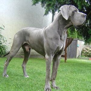Great Dane Dogs And Cats Wiki Fandom