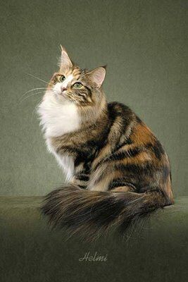 Cats Dogs And Cats Wiki Fandom