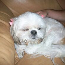 Shih Tzu Dogs And Cats Wiki Fandom