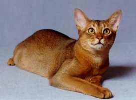 abyssinian cat dogs