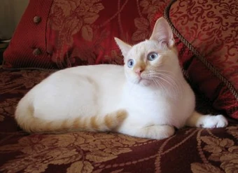 flame point siamese for sale near me