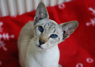 lynx point oriental shorthair