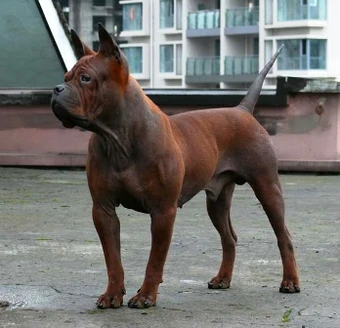 science diet skin allergies