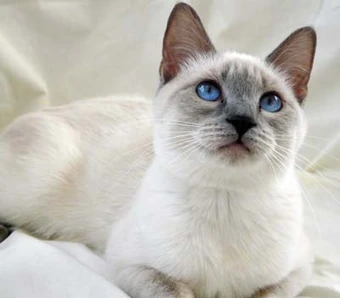 grey siamese