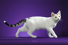 image silver tabby cat jpg dogs and cats wiki fandom powered