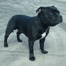 black and tan staffy