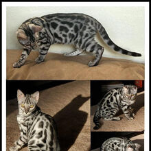 Bengal Dogs And Cats Wiki Fandom