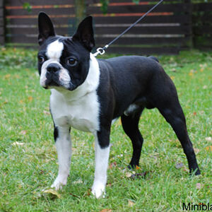 Boston Terrier Dogs And Cats Wiki Fandom