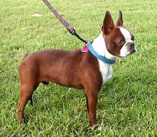 Image - Red-boston-terrier.jpg | Dogs and Cats Wiki | FANDOM powered by ...