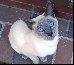 siamese cat white and grey