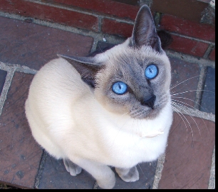 30 Best Pictures Blue Point Siamese Cats For Sale / Siamese Kittens For Sale by Reputable Breeders - Pets4You.com