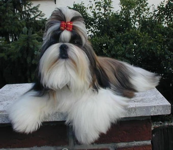 imperial type shih tzu