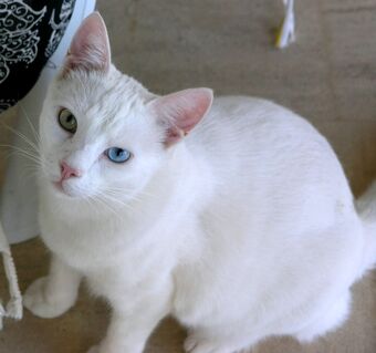 Turkish Van Dogs And Cats Wiki Fandom