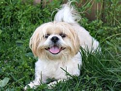 Shih Tzu Dogs And Cats Wiki Fandom Powered By Wikia