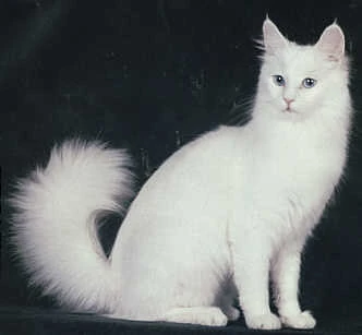turkish white cat