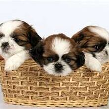 Shih Tzu Dogs And Cats Wiki Fandom