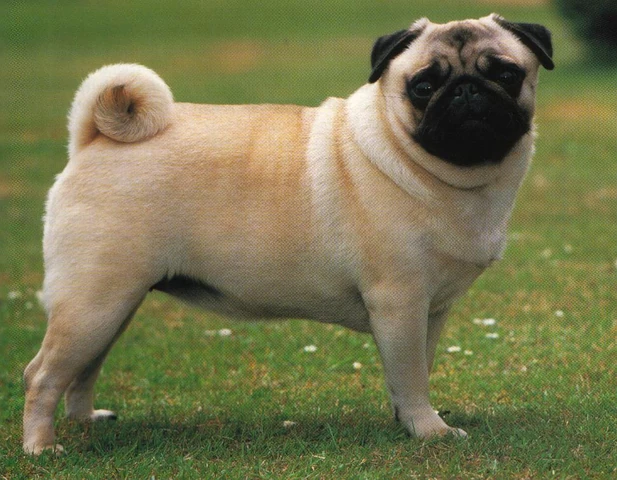 pugs tail not curled