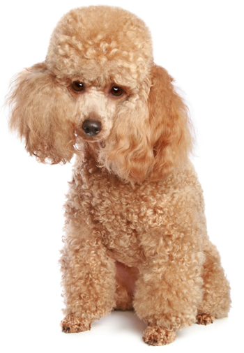 Poodle Toy Apricot Wikipedia Goldenacresdogs Poodle Toy Apricot Wikipedia