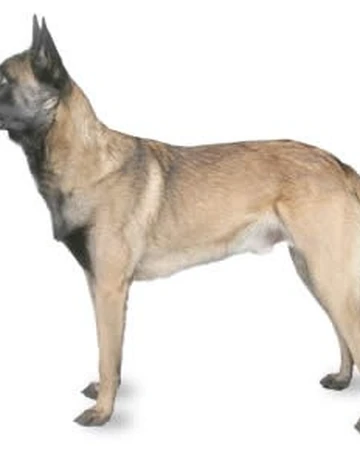 blue belgian malinois puppies